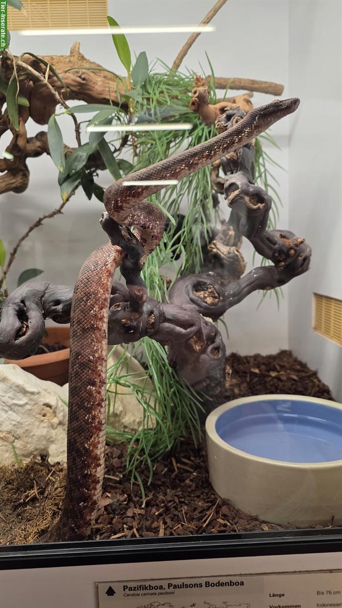 Pazifikboa und Paulsons Bodenboa gesucht