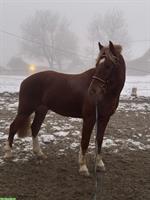 Reitbeteiligung für 5-jährigen Freiberger, Rosshäusern BE