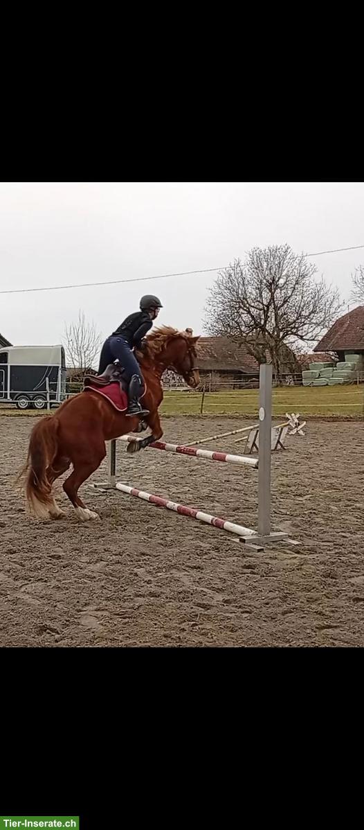 Bild 3: Reitbeteiligung für 5-jährigen Freiberger, Rosshäusern BE