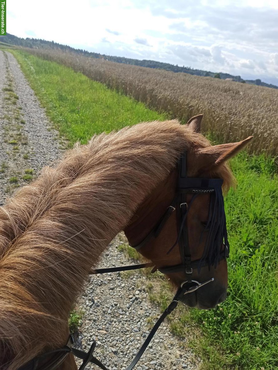 Bild 4: Reitbeteiligung für 5-jährigen Freiberger, Rosshäusern BE