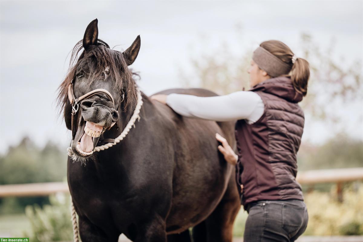 Pferdeosteopathie | ganzheitliche Medizin für Körper, Geist & Bewegung