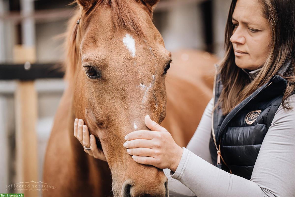 Bild 10: Pferdeosteopathie | ganzheitliche Medizin für Körper, Geist & Bewegung
