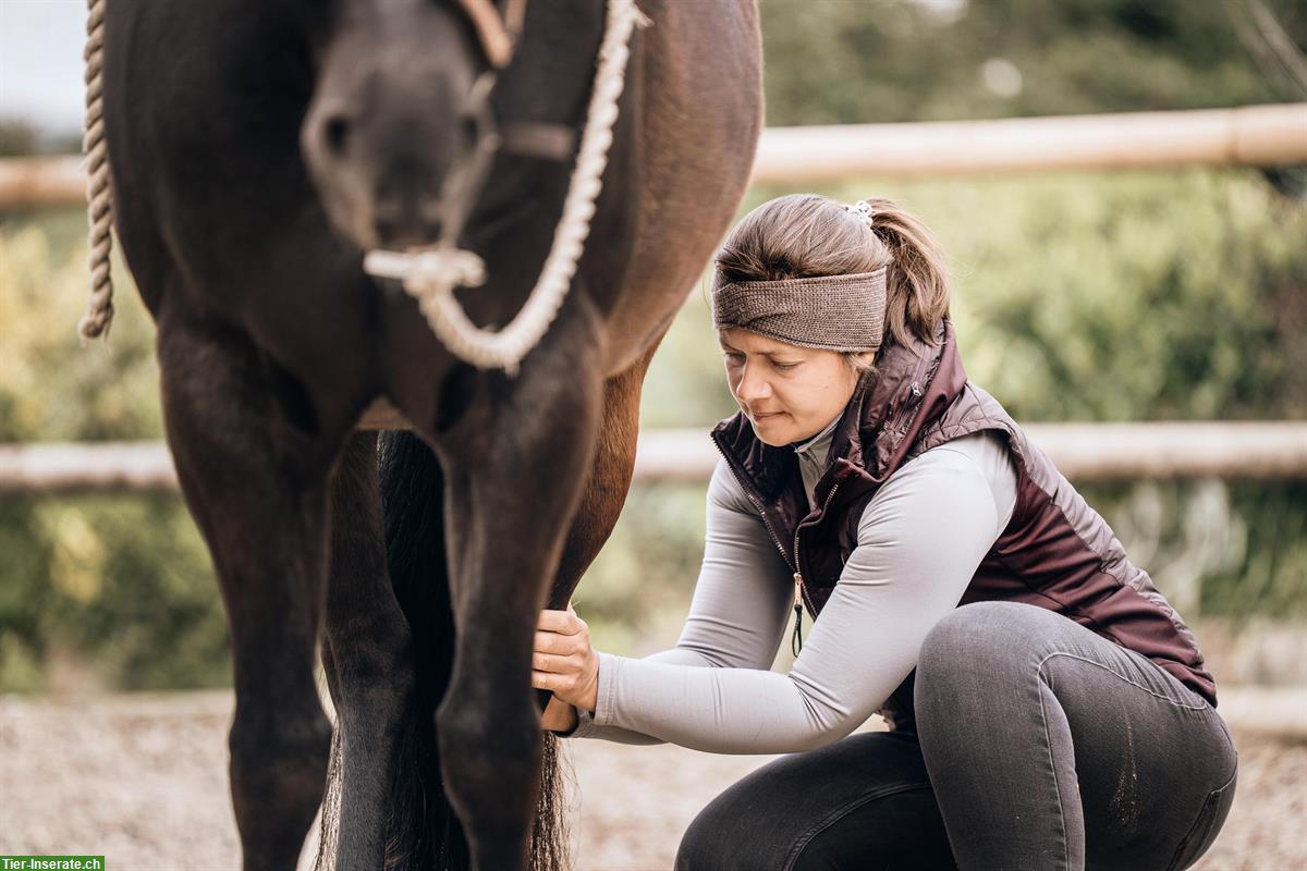 Bild 2: Pferdeosteopathie | ganzheitliche Medizin für Körper, Geist & Bewegung