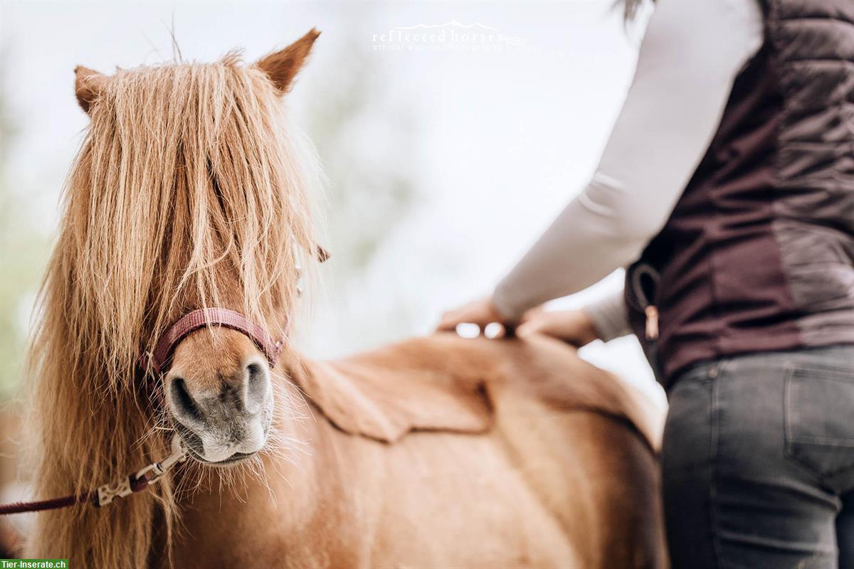 Bild 6: Pferdeosteopathie | ganzheitliche Medizin für Körper, Geist & Bewegung