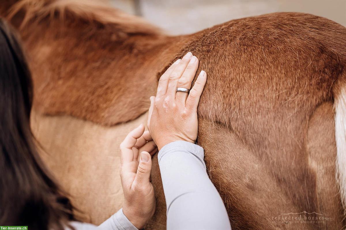 Bild 7: Pferdeosteopathie | ganzheitliche Medizin für Körper, Geist & Bewegung