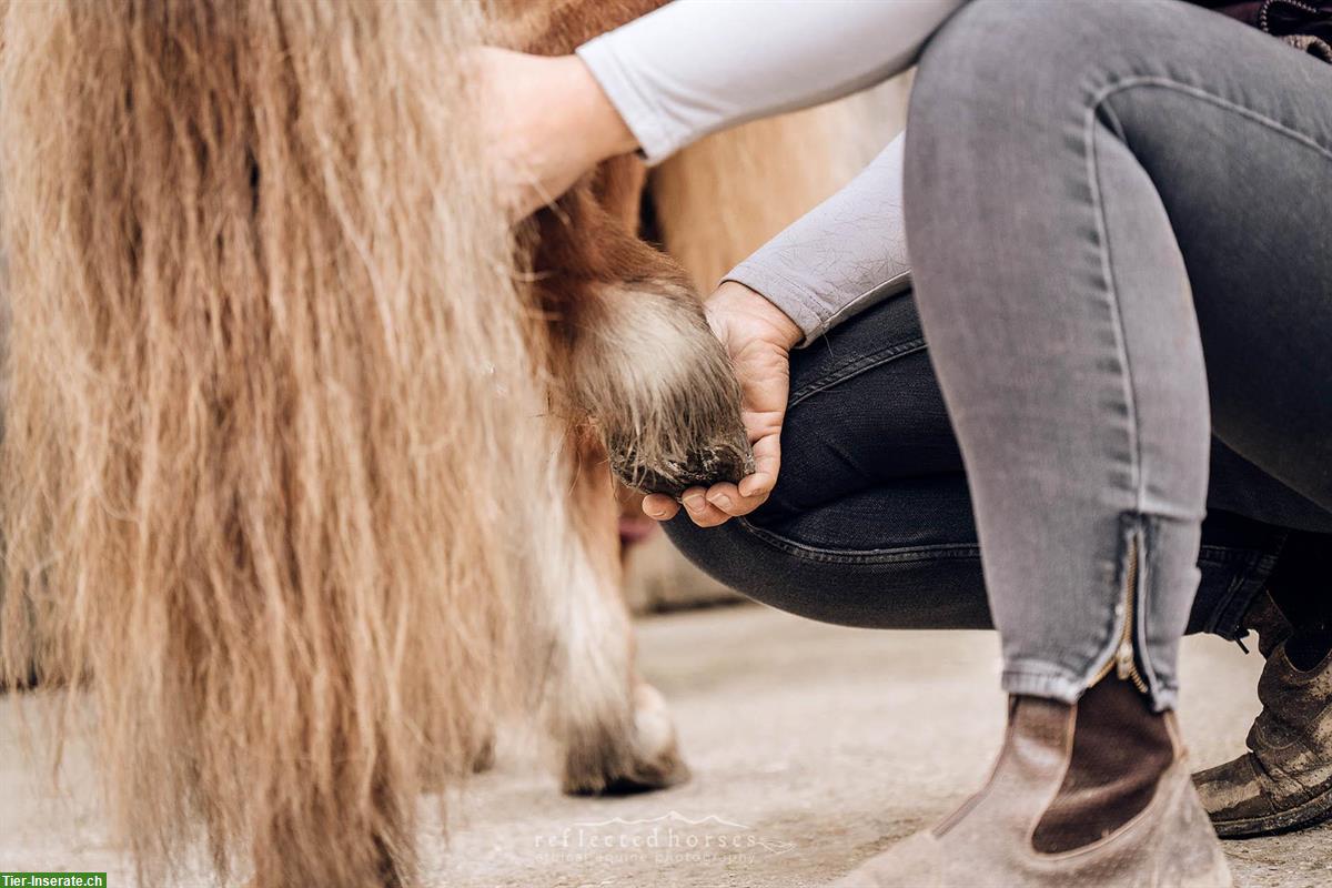 Bild 8: Pferdeosteopathie | ganzheitliche Medizin für Körper, Geist & Bewegung