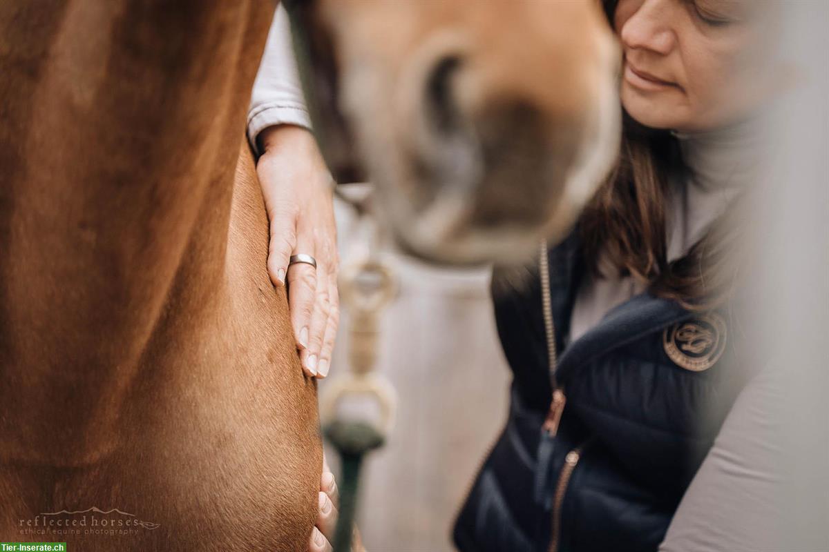 Bild 9: Pferdeosteopathie | ganzheitliche Medizin für Körper, Geist & Bewegung