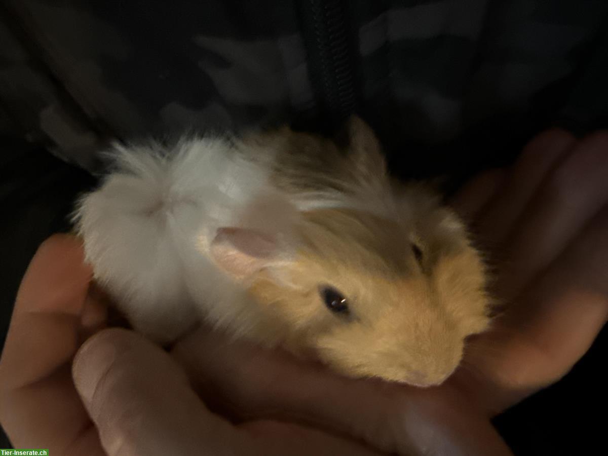 Junge Meerschweinchen Männchen abzugeben