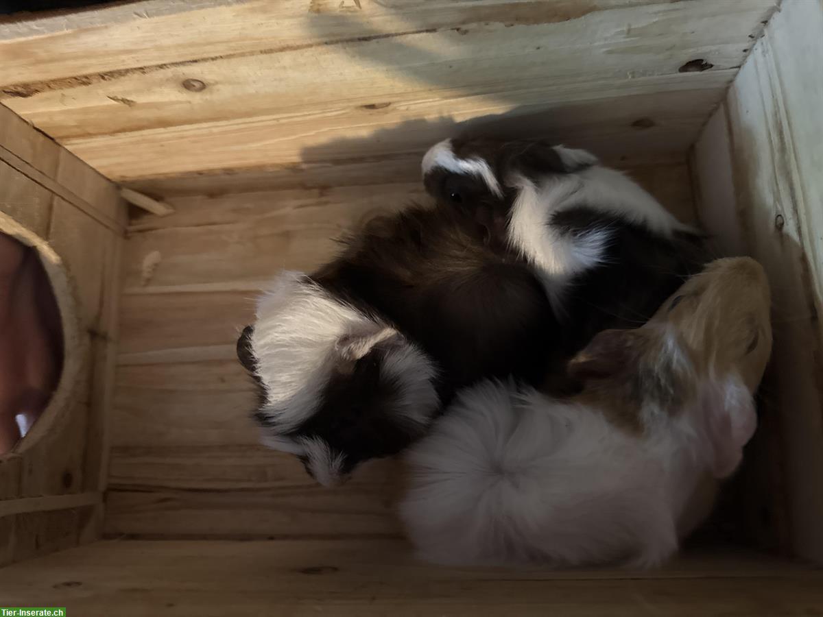 Bild 2: Junge Meerschweinchen Männchen abzugeben