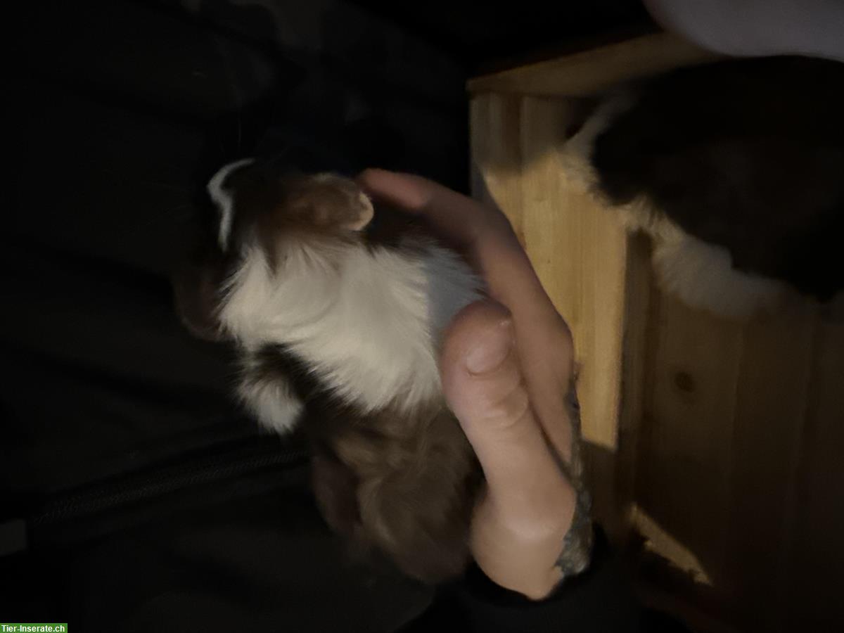 Bild 3: Junge Meerschweinchen Männchen abzugeben