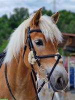 Sportliche Haflinger Stute 9-jährig zu verkaufen