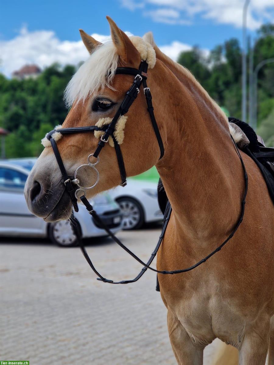 Bild 2: Sportliche Haflinger Stute 9-jährig zu verkaufen