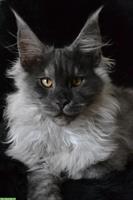 Maine Coon Kitten (Kater), black smoke, sucht Lebensplatz