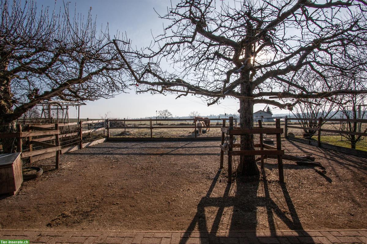 Bild 5: Offenstall zur Selbstversorgung/Teilversorgung zu vermieten