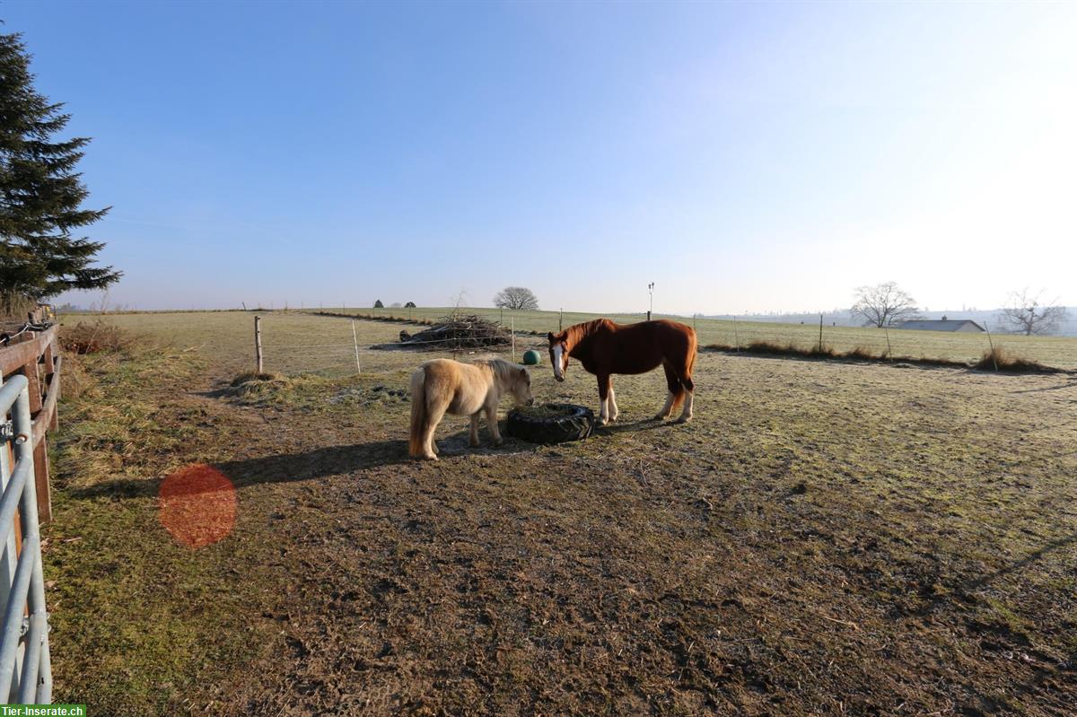 Bild 6: Offenstall zur Selbstversorgung/Teilversorgung zu vermieten