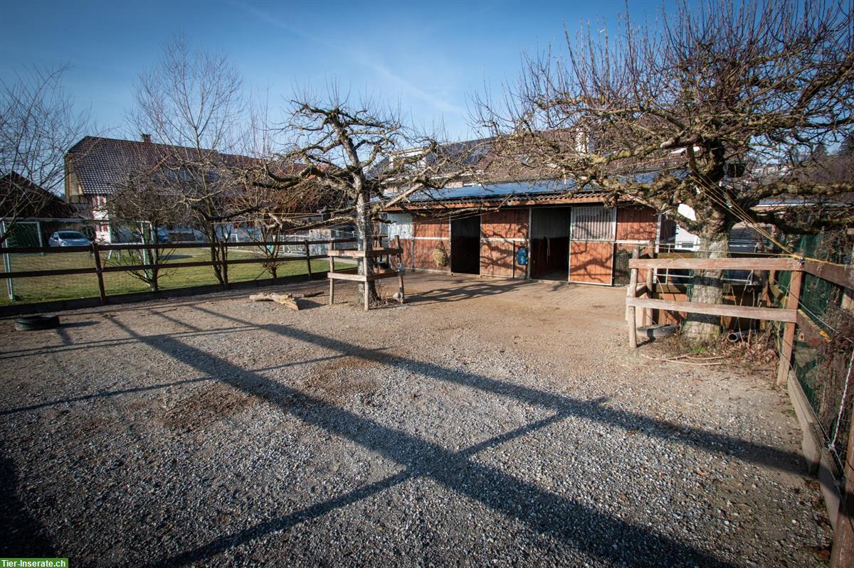 Bild 8: Offenstall zur Selbstversorgung/Teilversorgung zu vermieten