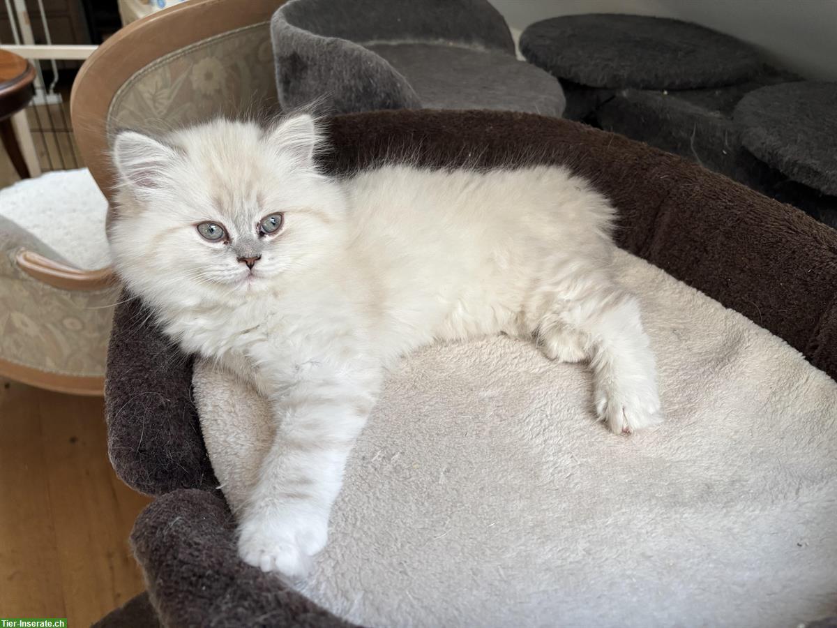 BLH Kitten Colorpoint