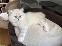 BLH Kitten Colorpoint