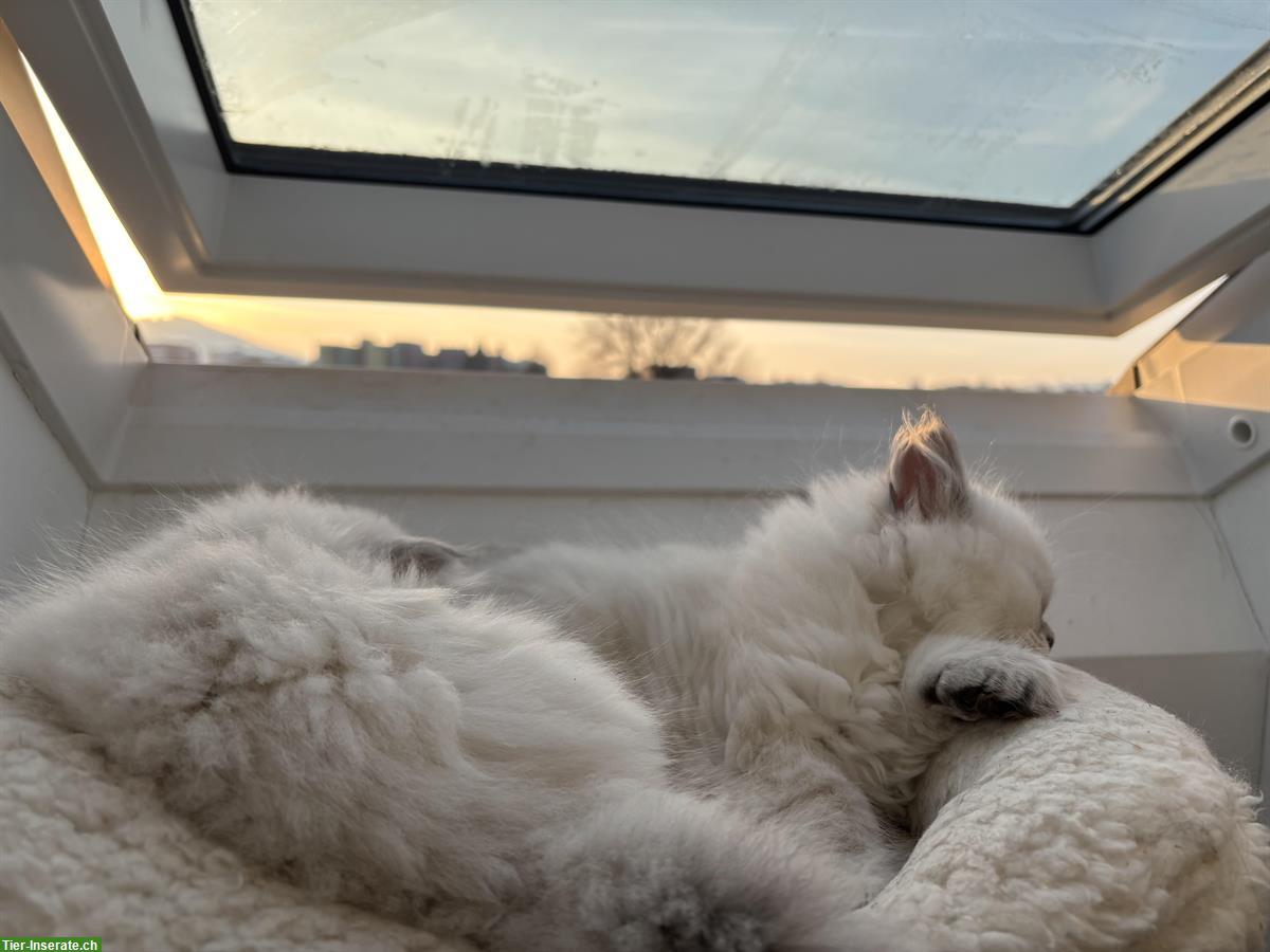 Bild 2: BLH Kitten Colorpoint