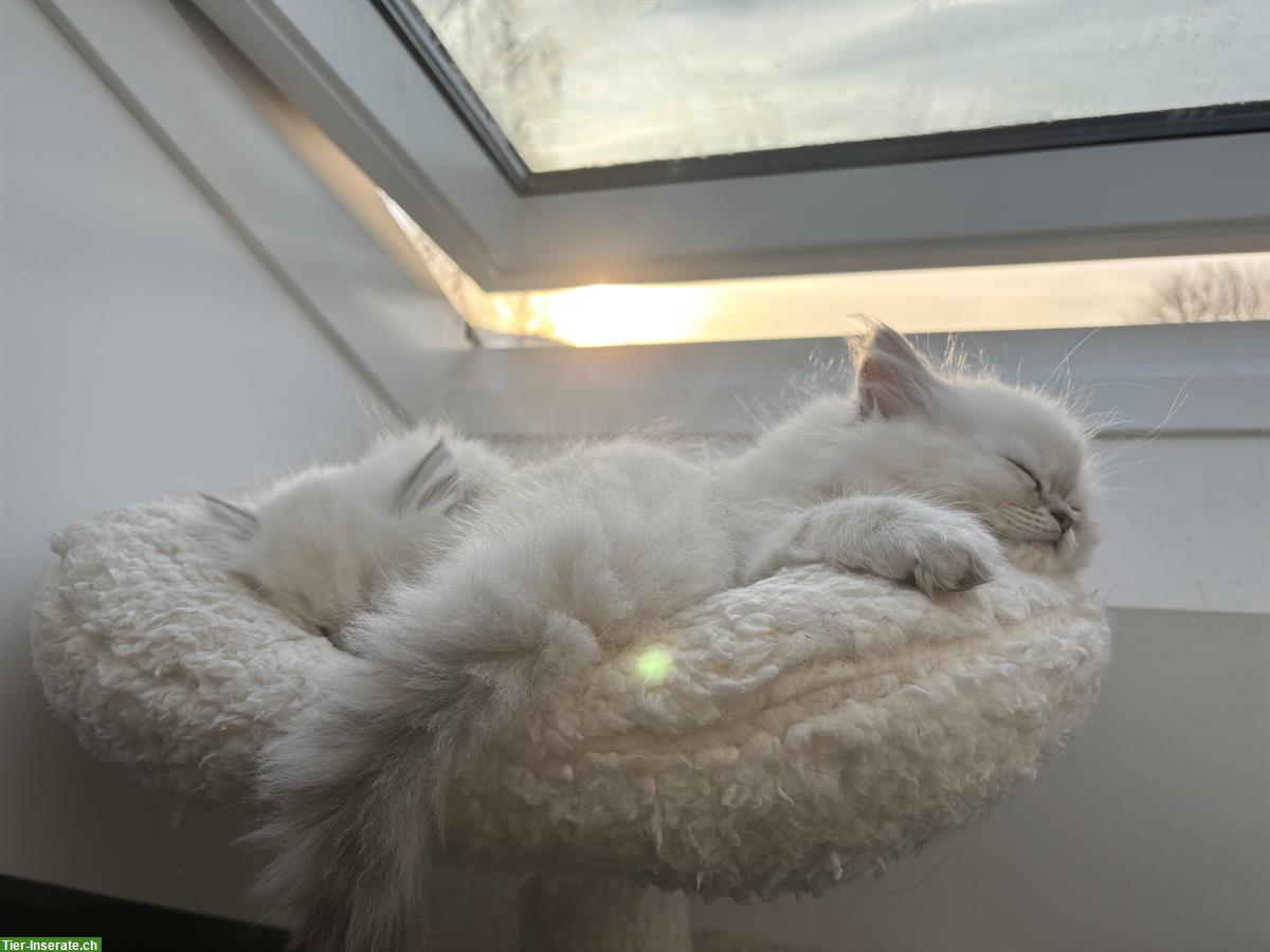 Bild 3: BLH Kitten Colorpoint