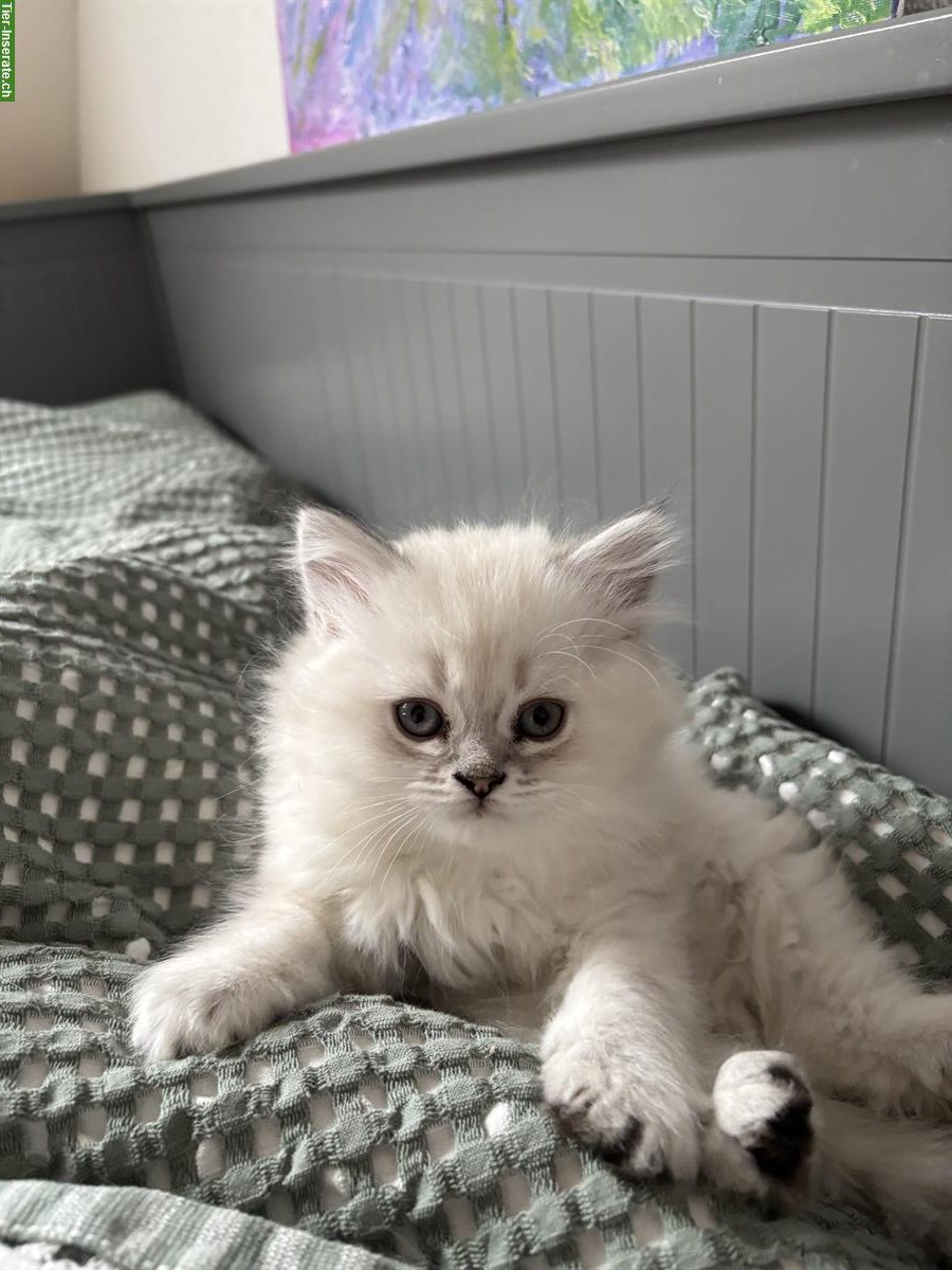 Bild 5: BLH Kitten Colorpoint