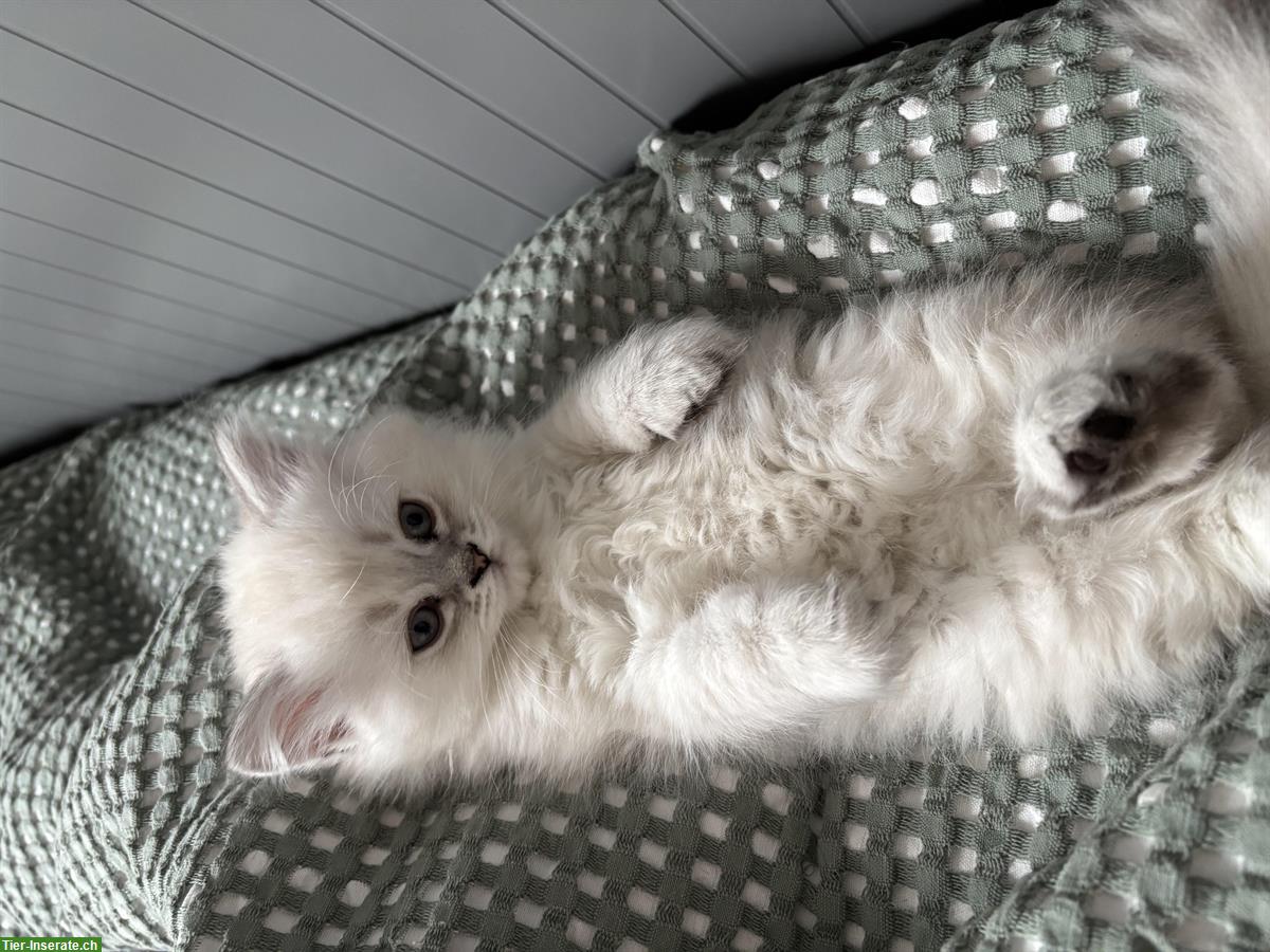 Bild 6: BLH Kitten Colorpoint