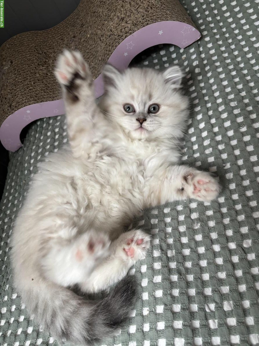 Bild 7: BLH Kitten Colorpoint