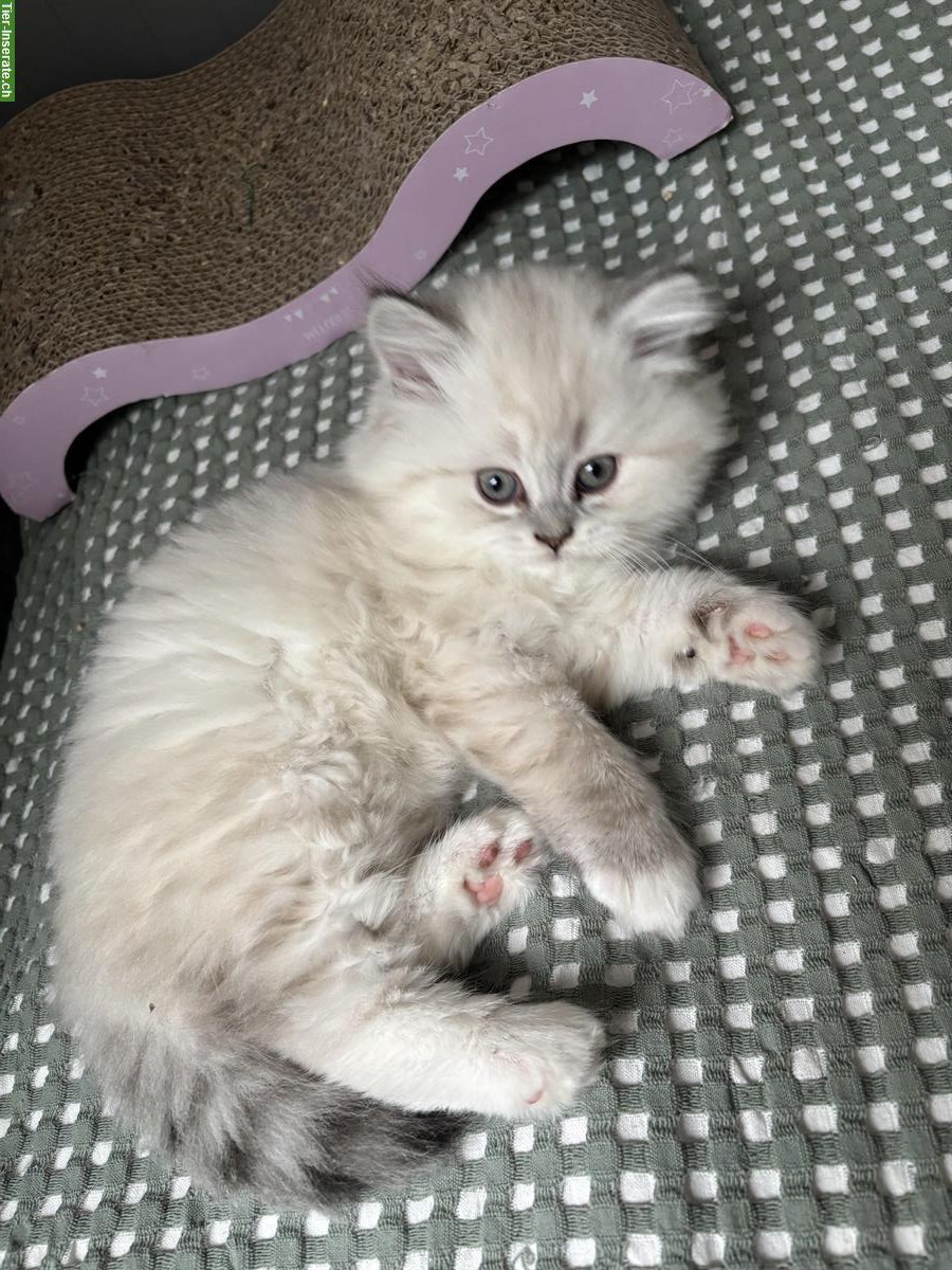 Bild 8: BLH Kitten Colorpoint