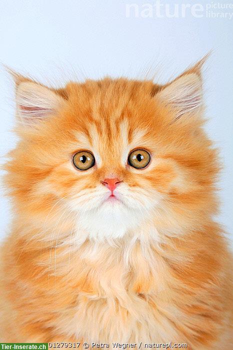 Rotes Kitten Langhaar GESUCHT