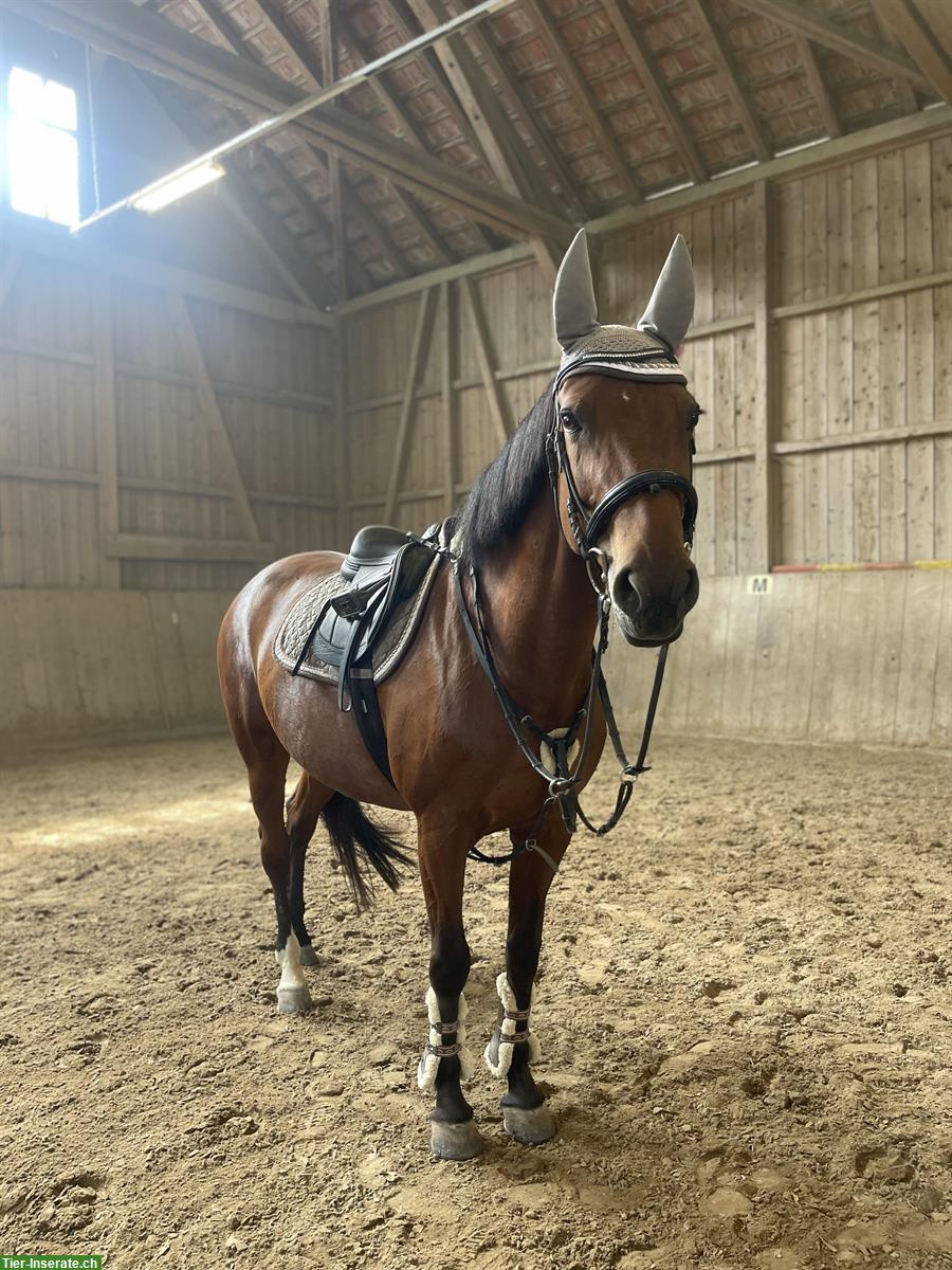 Reit-/Pflegebeteiligung für Stute, 2-3x/Woche, Ettenhausen ZH