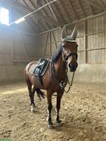 Reit-/Pflegebeteiligung für Stute, 2-3x/Woche, Ettenhausen ZH