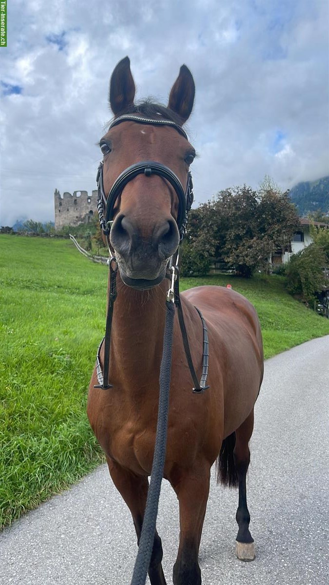 Bild 2: Reit-/Pflegebeteiligung für Stute, 2-3x/Woche, Ettenhausen ZH