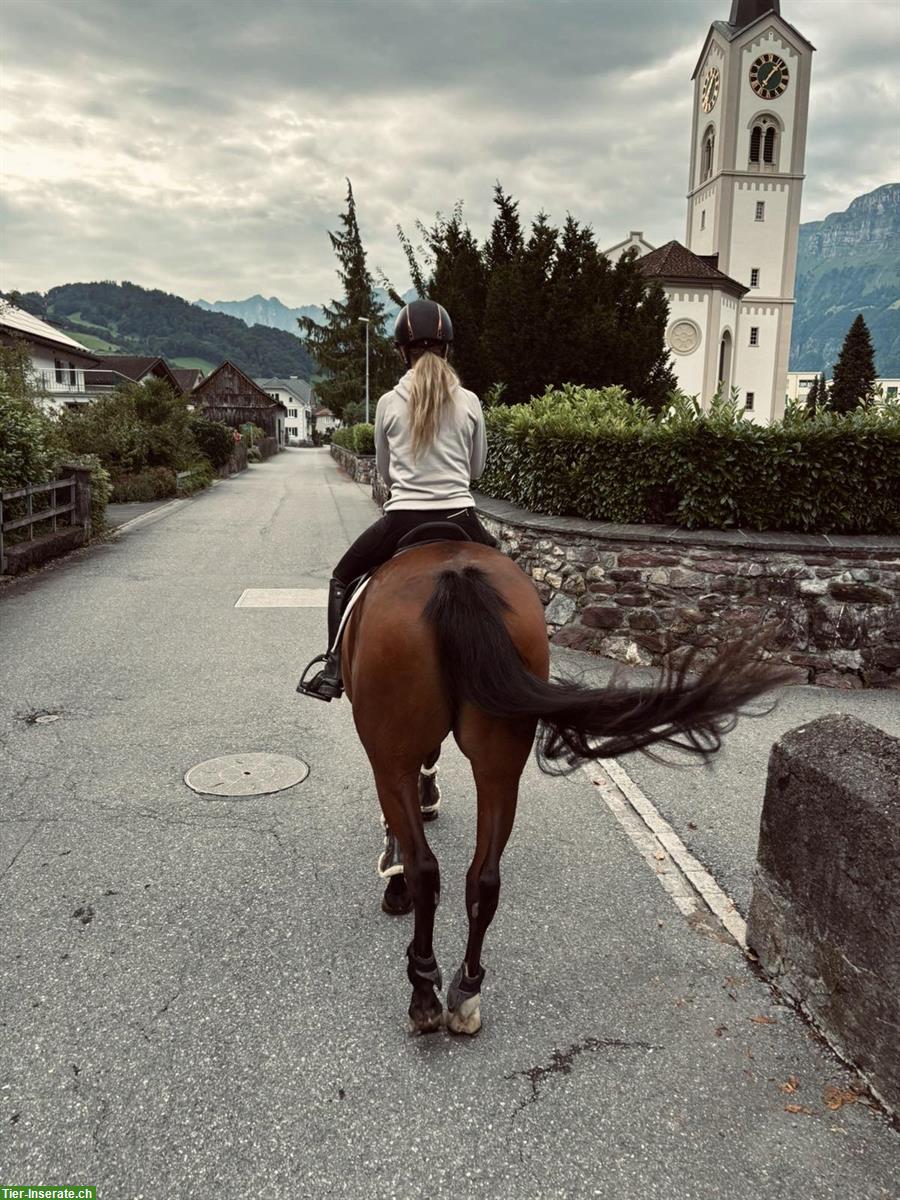 Bild 3: Reit-/Pflegebeteiligung für Stute, 2-3x/Woche, Ettenhausen ZH