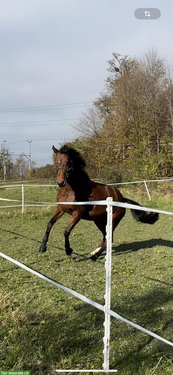 Bild 4: Reit-/Pflegebeteiligung für Stute, 2-3x/Woche, Ettenhausen ZH