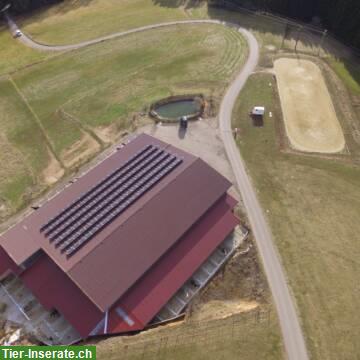 Freie Paddockboxen mit Reithalle, Reitplatz und Weiden, Waldshut