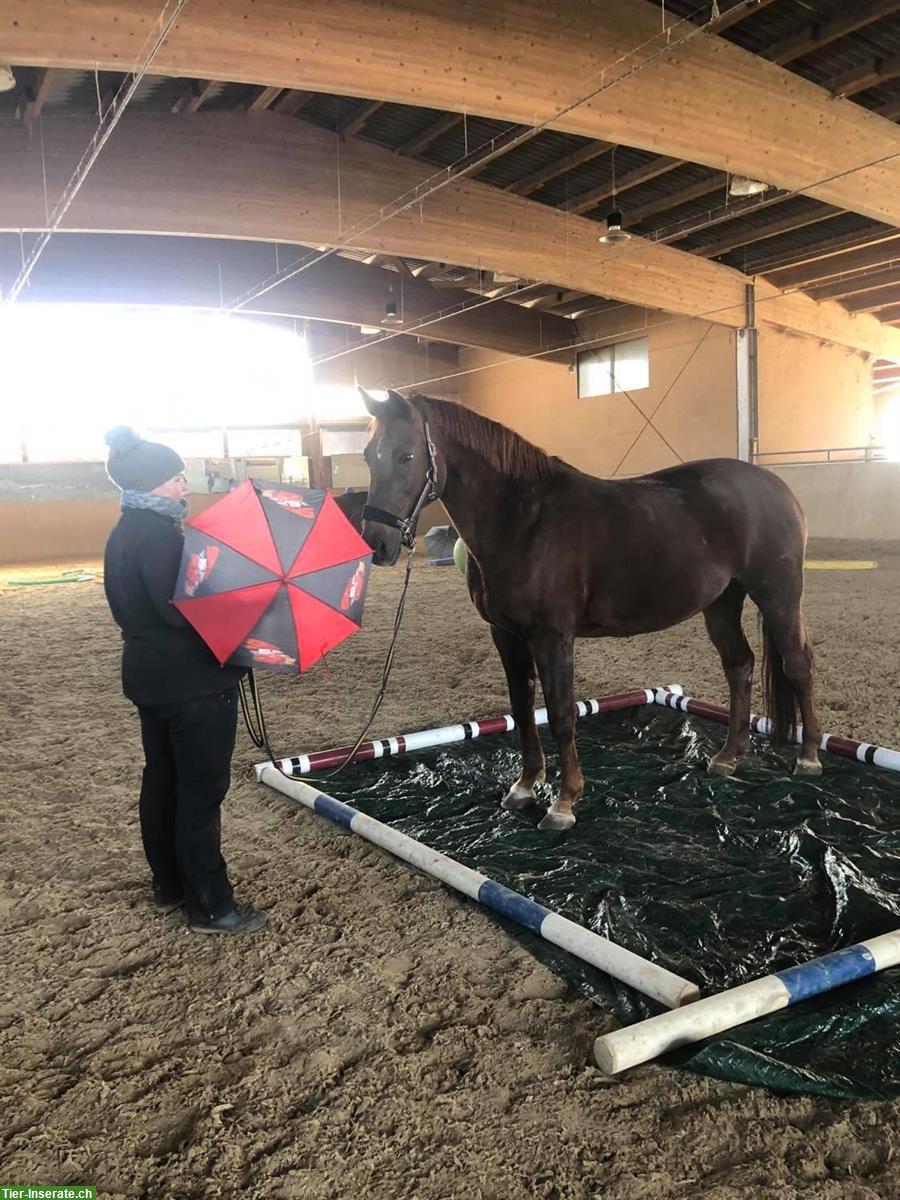 Bild 2: Freie Paddockboxen mit Reithalle, Reitplatz und Weiden, Waldshut