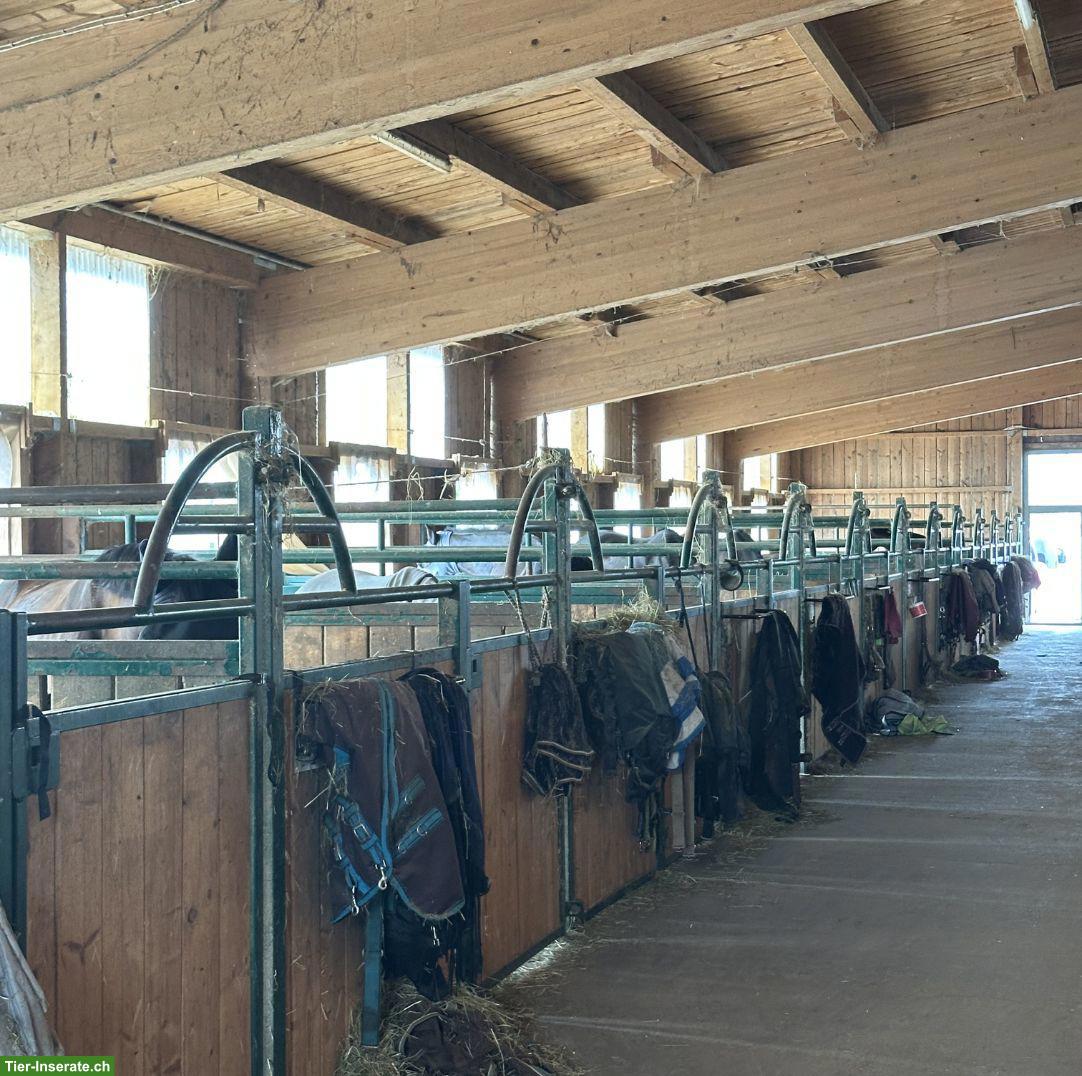 Bild 3: Freie Paddockboxen ab 350 € — Reitanlage bei Waldshut