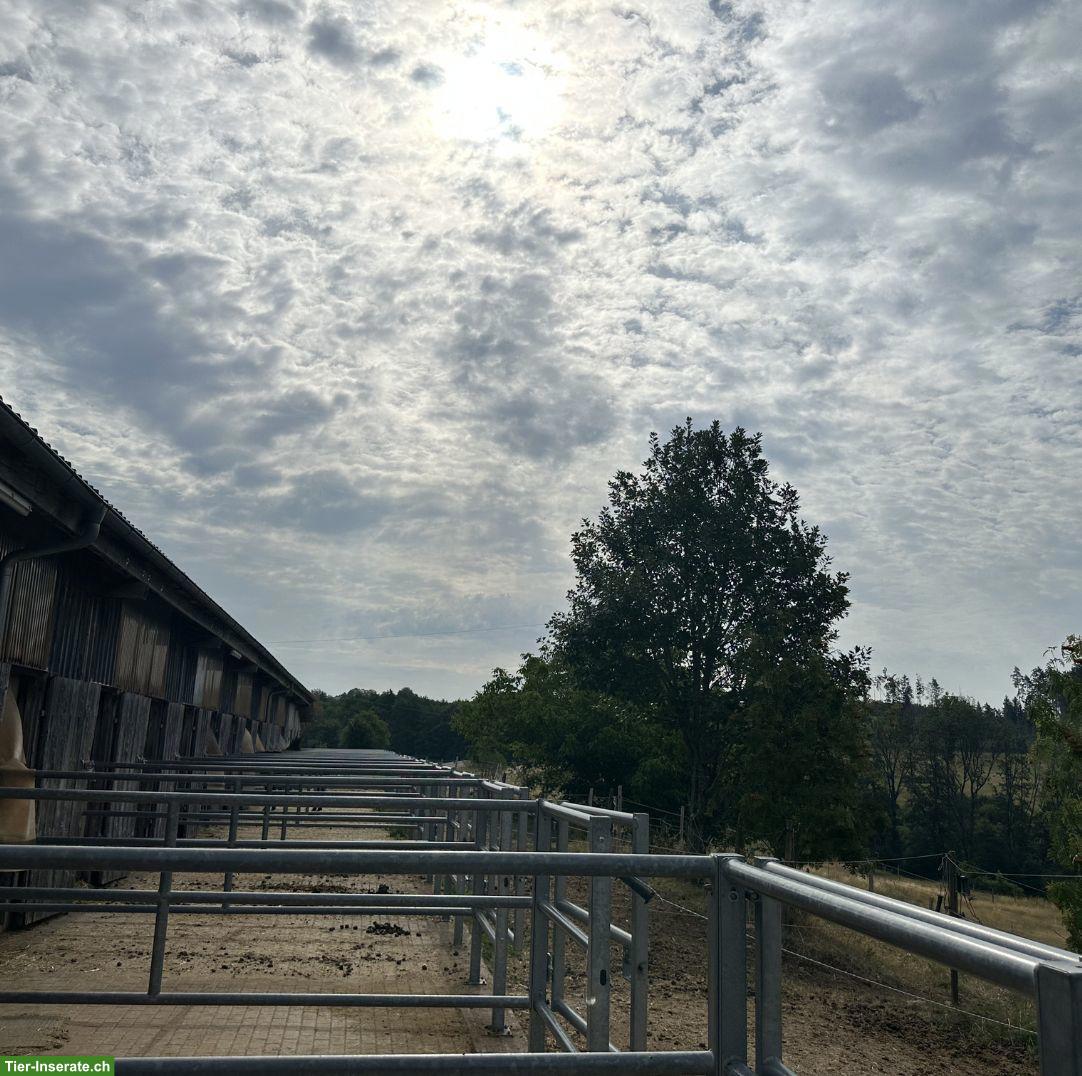 Bild 4: Freie Paddockboxen ab 350 € — Reitanlage bei Waldshut