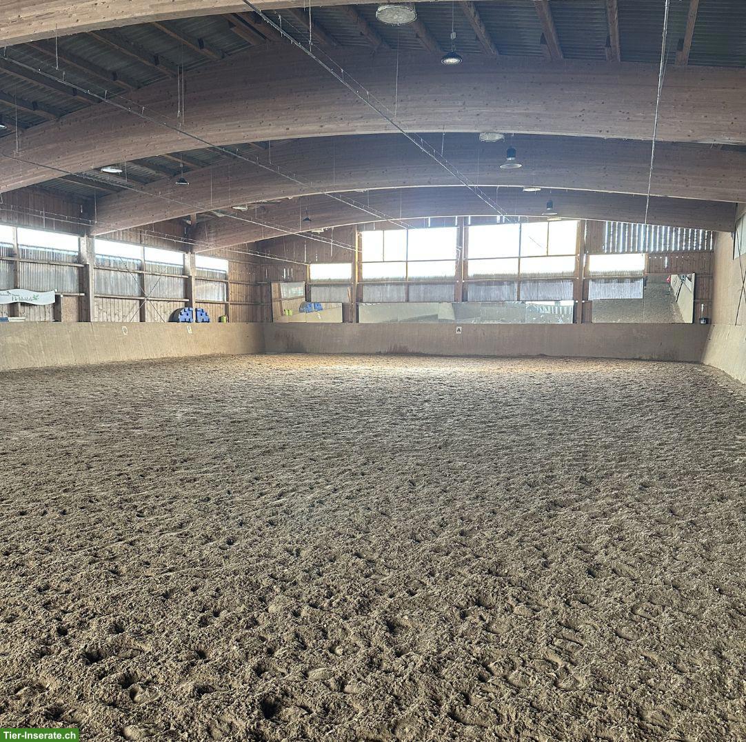 Bild 6: Freie Paddockboxen ab 350 € — Reitanlage bei Waldshut