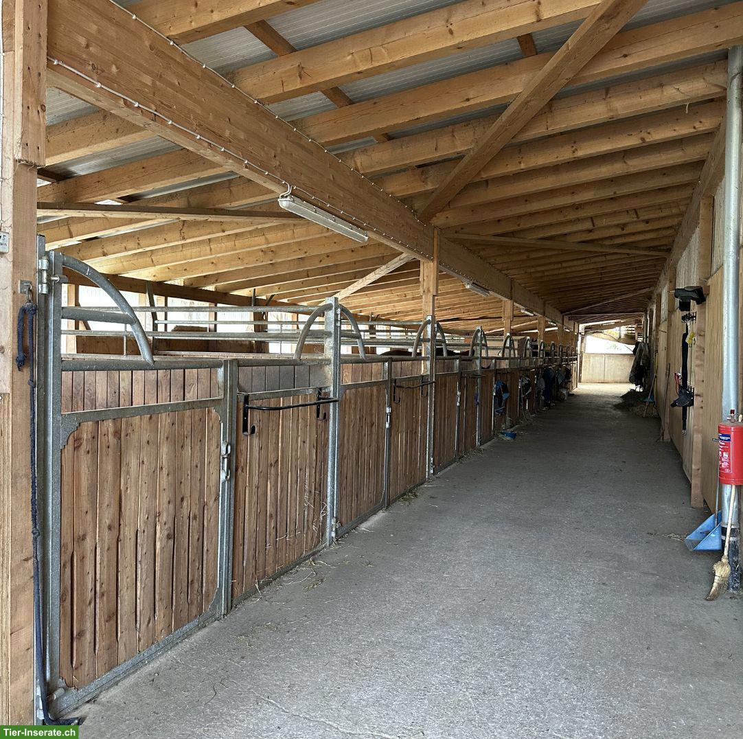 Bild 8: Freie Paddockboxen ab 350 € — Reitanlage bei Waldshut
