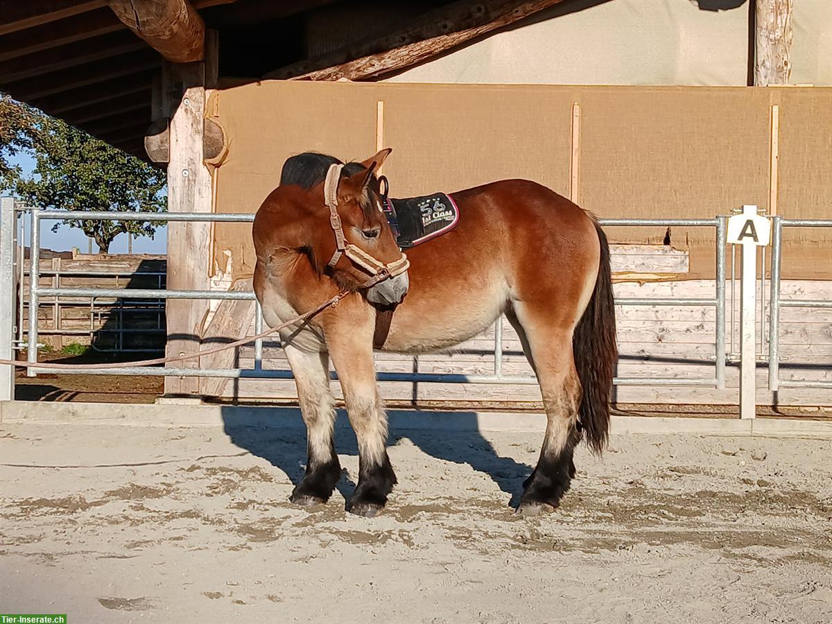 Ardenner Stuten zu verkaufen