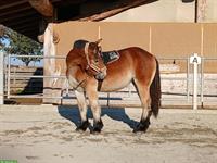 Ardenner Stuten zu verkaufen