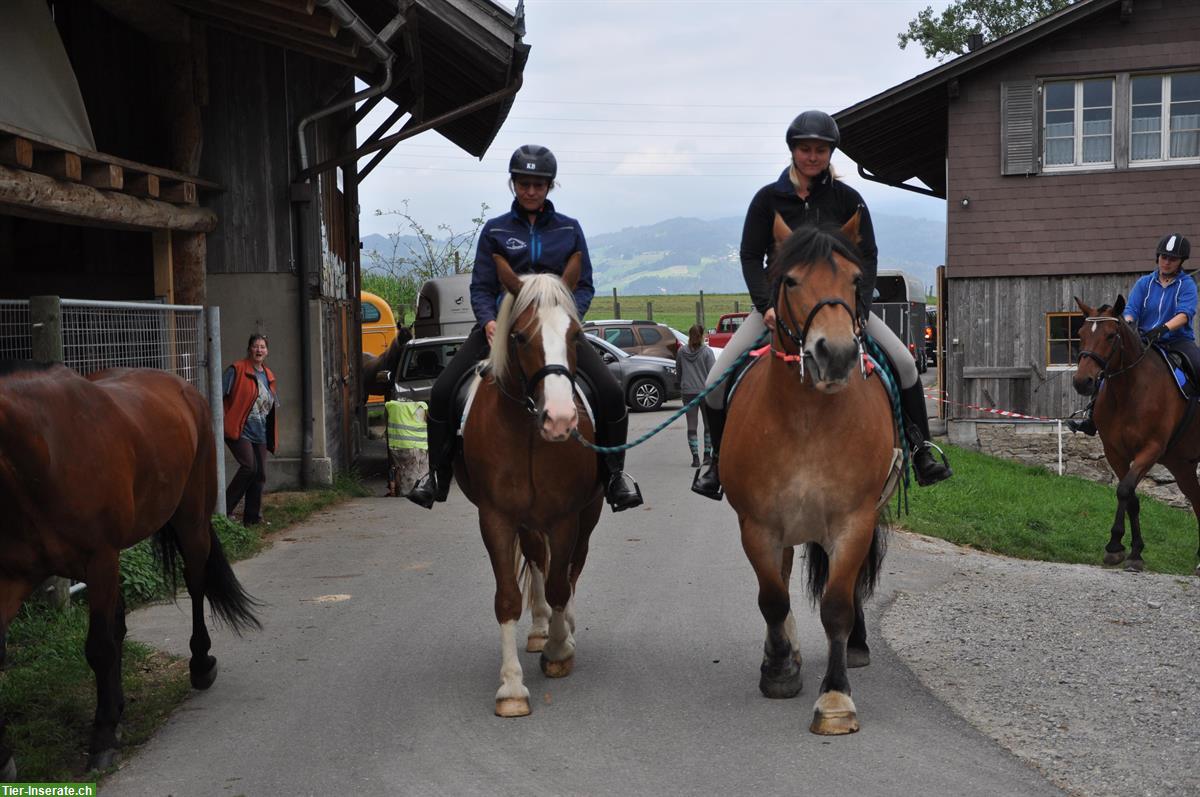 Bild 3: Ardenner Stuten zu verkaufen