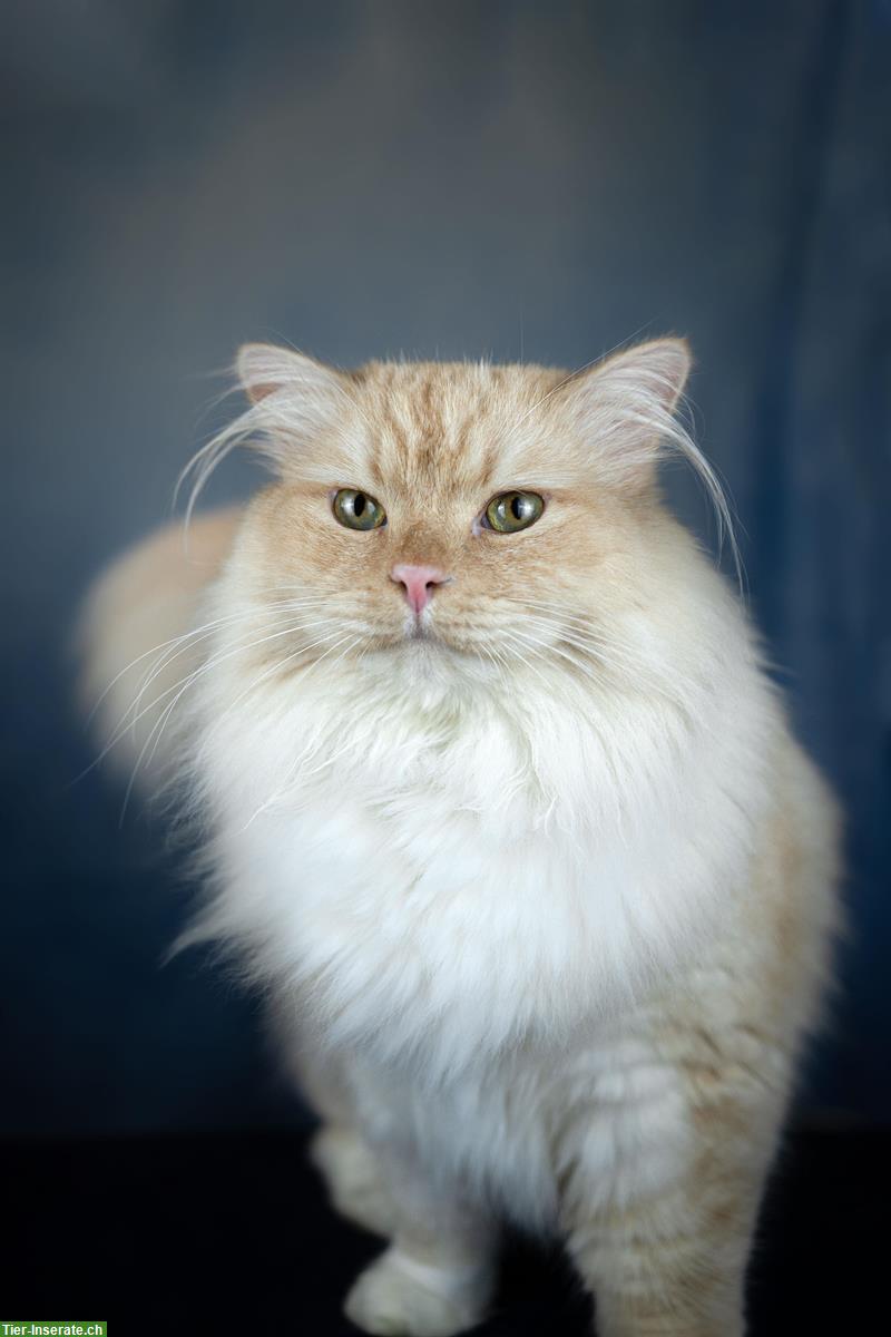 Sibirischer Kater aus Zucht