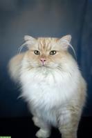 Sibirischer Kater aus Zucht