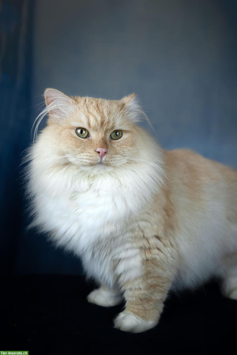 Bild 2: Sibirischer Kater aus Zucht