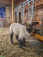 Junger BFS Schafbock