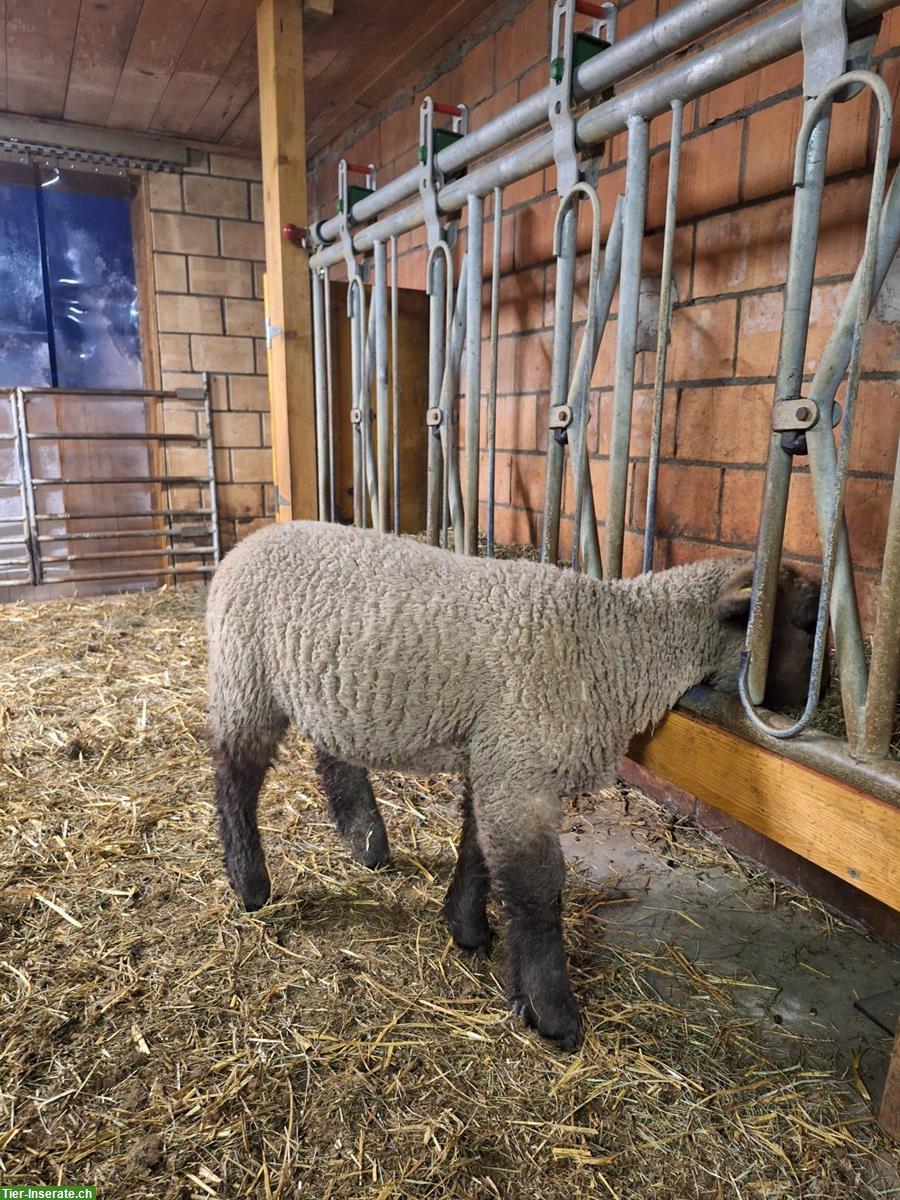 Bild 2: Junger BFS Schafbock zu verkaufen