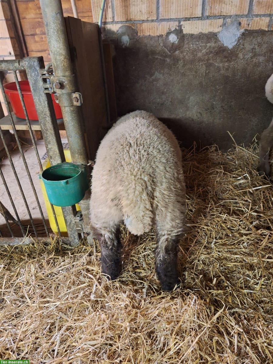Bild 3: Junger BFS Schafbock zu verkaufen