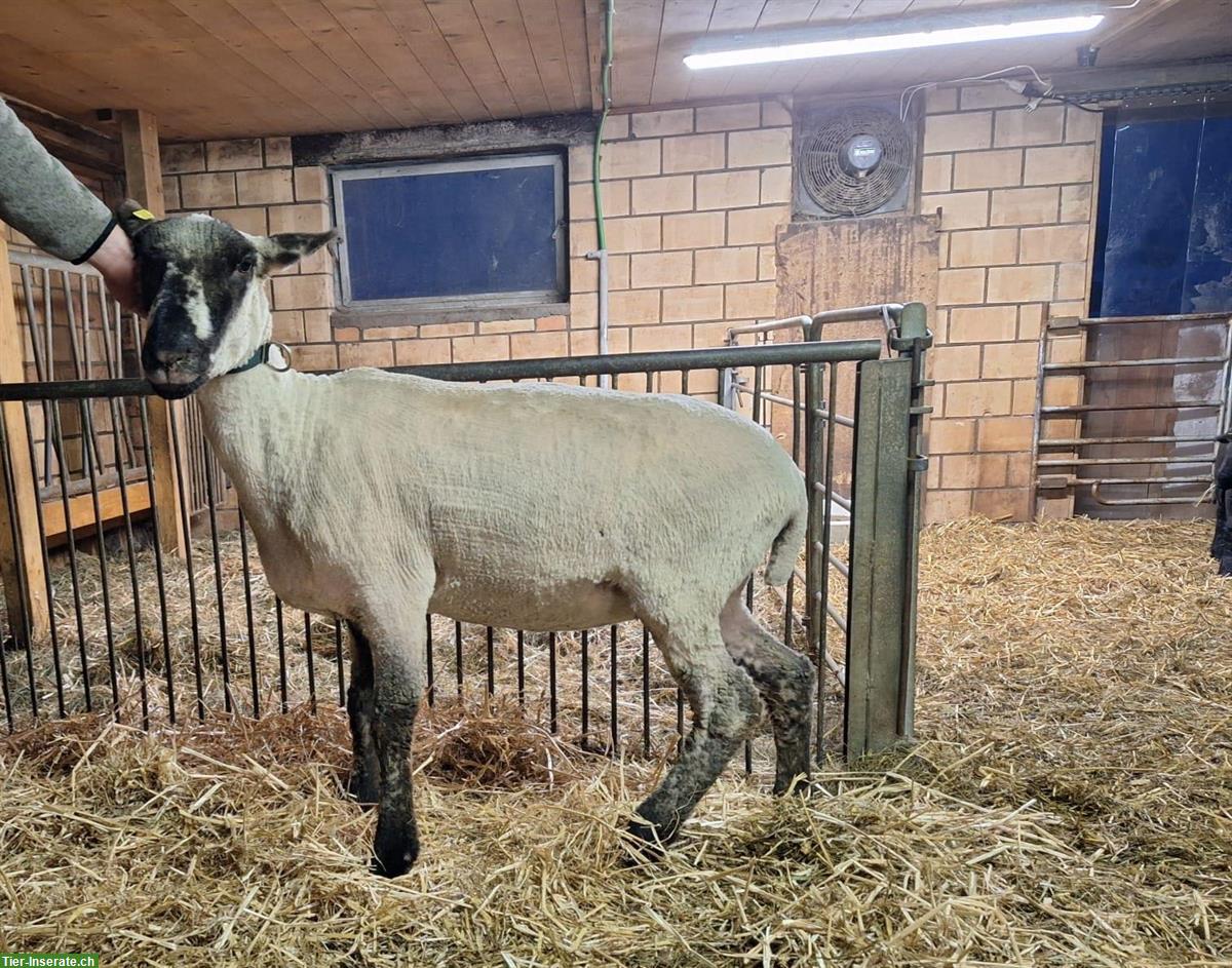 Trächtige Aue zu verkaufen, BFS x Bündner Oberländer